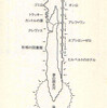 ×ホワイト・ライトを読む