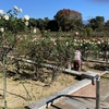 バラの公園、敷島公園について