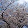 城峯公園 冬桜と紅葉 ２０２２年 見ごろに？