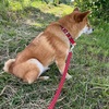 おらの応援