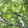 オオムシクイ・サンコウチョウ(大阪城野鳥探鳥 20190602 4:35-9:15)