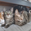目隠しすることにー