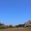 吉高の桜