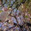 八重桜