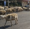中国河南省開封市、羊の群れが道路を大行進している風景