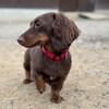老犬ホームあん｜新人さん ムギ＆ケイト^^