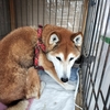 白浜　ヒメと一緒旅１（はじまり）