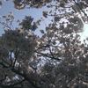 桜*SAKURA*さくら…♪