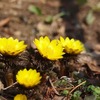 ビタミンカラーの福寿草