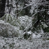 淡雪