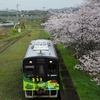 平筑と桜