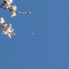 桜の花道