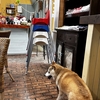 山梨の犬連れOKのジビエレストラン