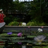 スイレン咲く草津市立水生植物公園みずの森