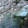 琵琶湖疎水と桜