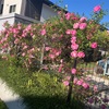 今年のバラも綺麗だ