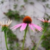 茴香の花が咲いていた