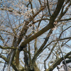 素桜神社の神代桜、長野市芋井