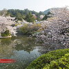 龍安寺の桜花