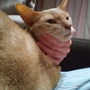 胡坐に猫♡