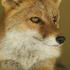 ホンドギツネ Vulpes vulpes japonica