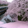 満開の霞城公園の桜とE3系2000番台 旧塗装L65編成の山形新幹線「つばさ171号」を撮る！