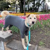 2022年4月9日🐾 今日のマヤ暦