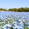 浜名湖畔の花々が咲き誇る「浜名湖花博2024」の見どころ