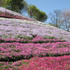 芝桜　ヤマサ蒲鉾　兵庫県　姫路市