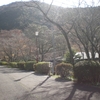 滝頭公園の桜