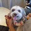 クロエの目を診てもらってきました