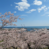 No.558【宮城県】桜咲く石巻の象徴「日和山」！震災の津波被害を受けた沿岸部を見下ろし…！