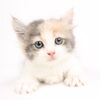 子猫体重4ヶ月(サイベリアンC)&サイベリアンQ体重