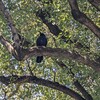 カラス観察の為に双眼鏡を手に入れた