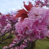 秋田県井川町　日本国花苑で満開の桜を鑑賞して来ました🌸