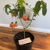 Red Tiger Flowering Maple 