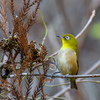 大好きな漂鳥たち＂ウソ＂＂ルリビタキ＂＂カヤクグリ＂など　 　　野鳥撮影《第474回》