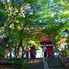 本土寺の紅葉（去年）