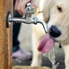 犬の脱水症状に気を付けよう