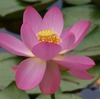 大賀ハス咲く