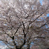 　桜巡り