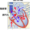 胎児が頭でっかちになる１つの理由