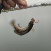 今年初の釣り、釣れたのはもちろんあのお魚・・