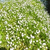 やまぐちフラワーランドの花木風景（7）：山口県柳井市