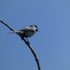 【野鳥】シジュウカラは囀る。力の限り囀る。