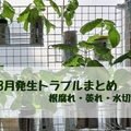 水耕栽培 8月発生トラブルまとめ（根腐れ・萎れ・水切れ）｜#40