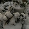 数十年に一度の大雪