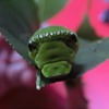 我が家に来たアゲハたち（幼虫）