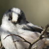一番かわいい野鳥，エナガの写真を撮ってきました！