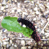 黒に赤い模様の毛虫・ツマグロヒョウモンの幼虫
